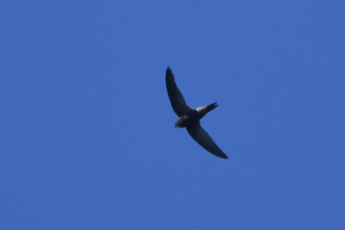 ミナミクロアマツバメ - ML633410184