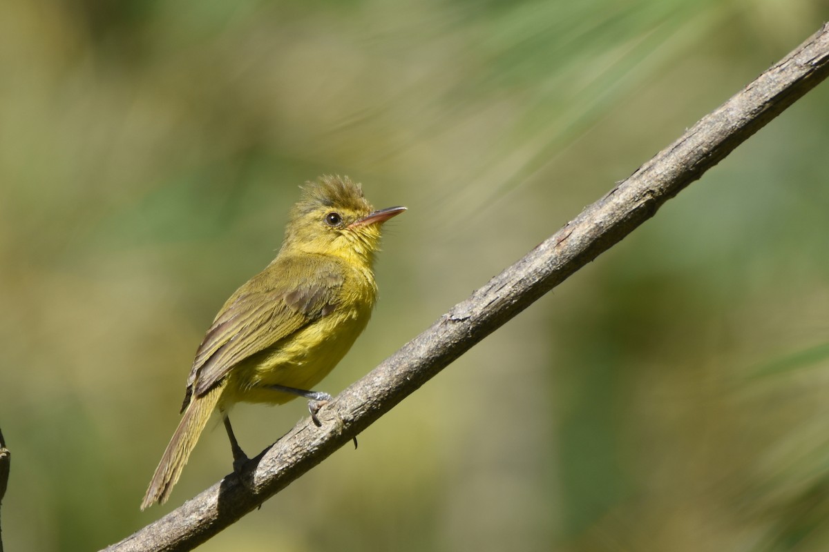 Mountain Yellow-Warbler - ML633410243