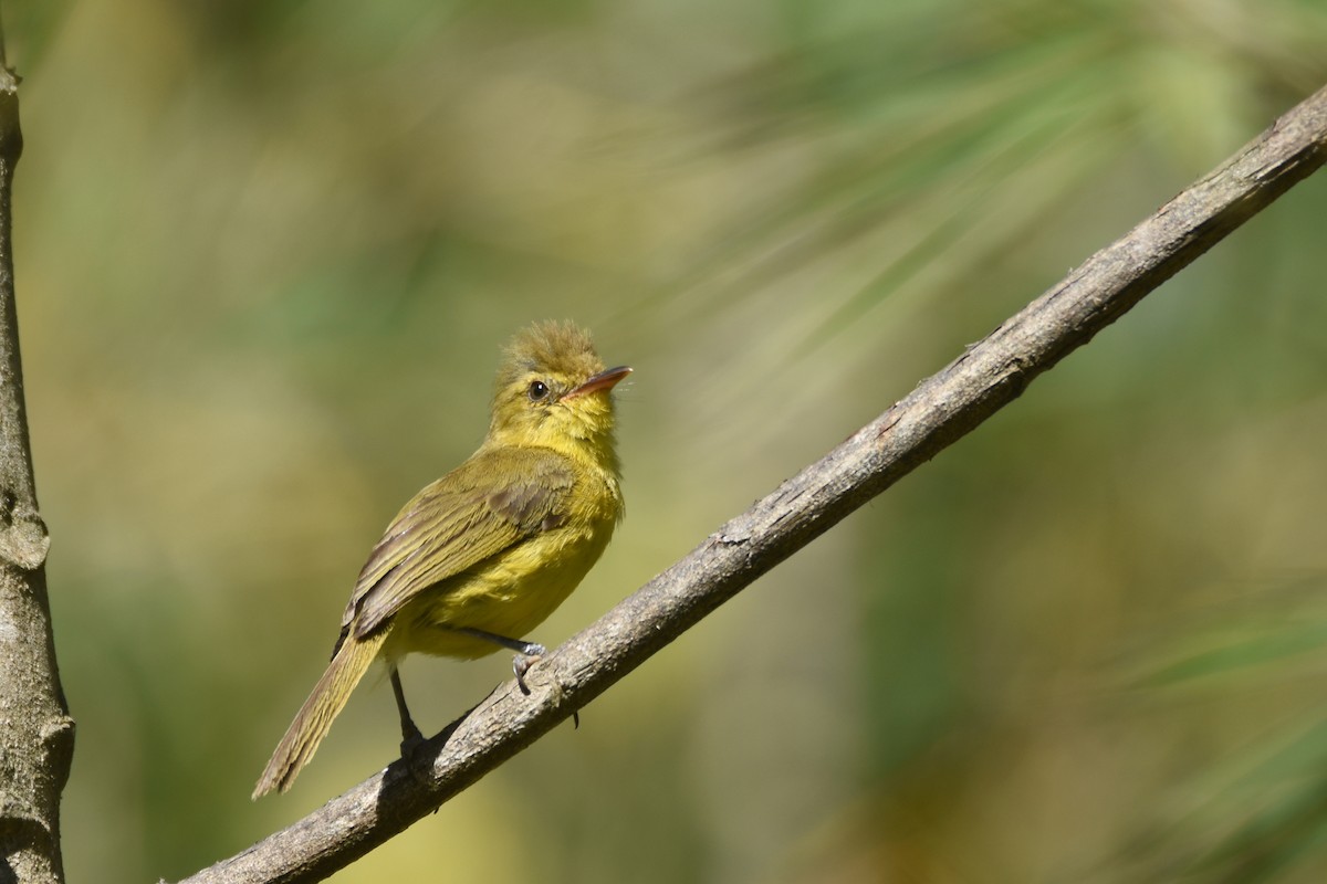 Mountain Yellow-Warbler - ML633410246
