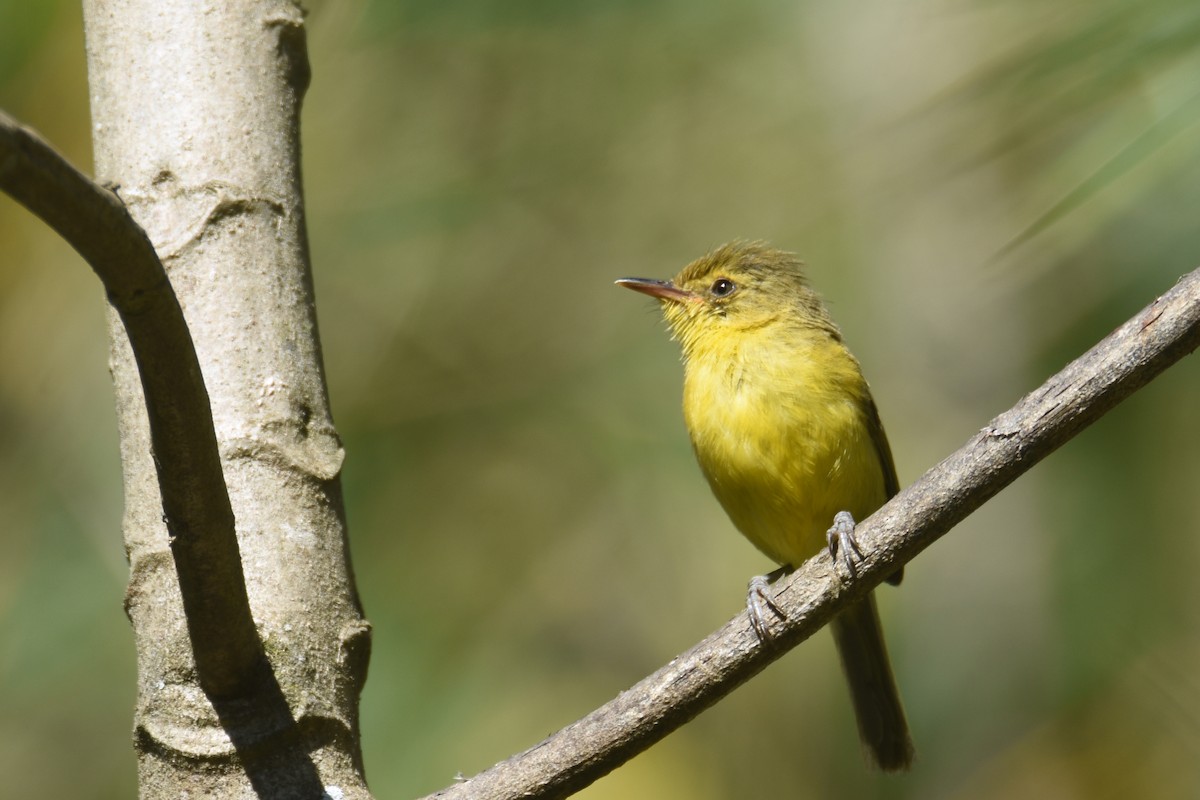 Mountain Yellow-Warbler - ML633410259