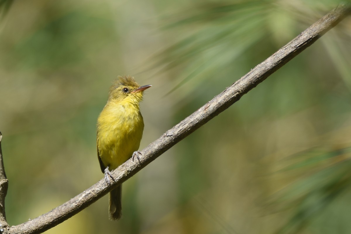 Mountain Yellow-Warbler - ML633410260