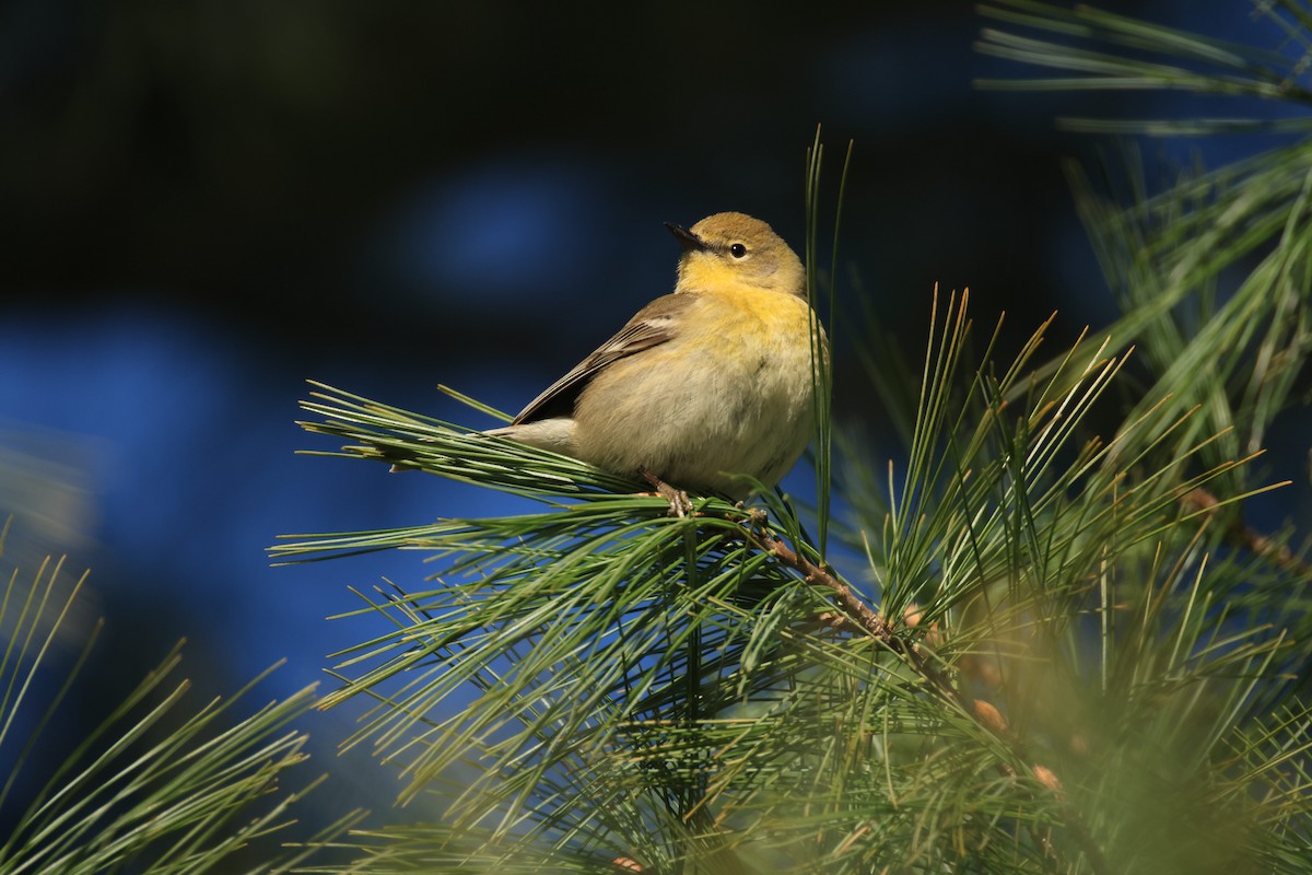 Pine Warbler - ML633410340