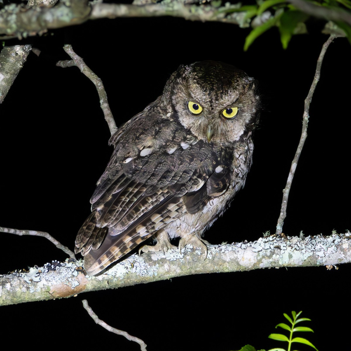 Montane Forest Screech-Owl - ML633410425