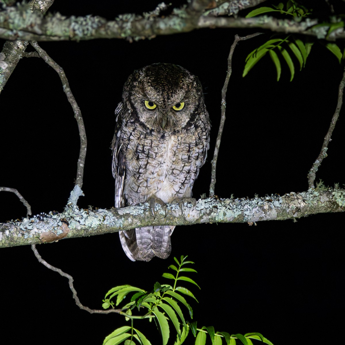Montane Forest Screech-Owl - ML633410427