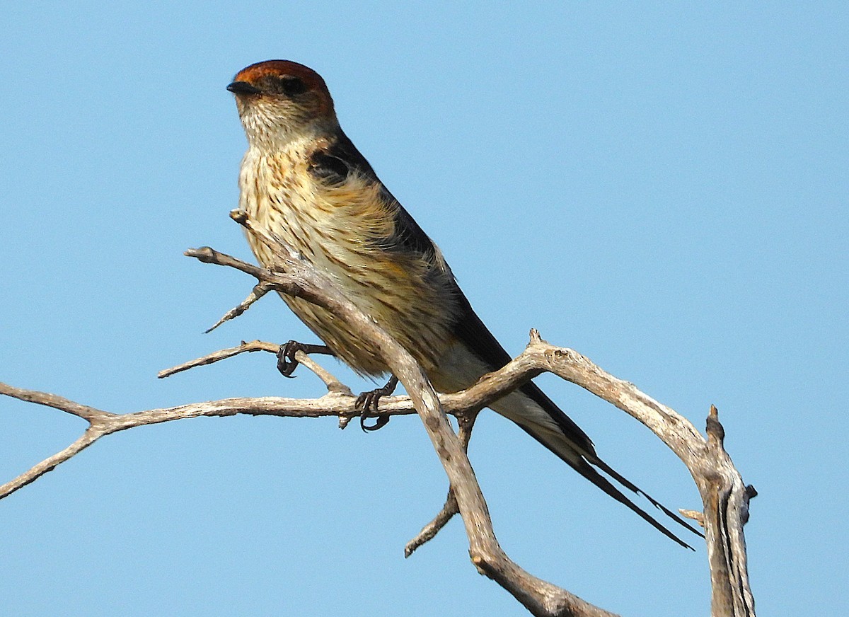 Greater Striped Swallow - ML633410428