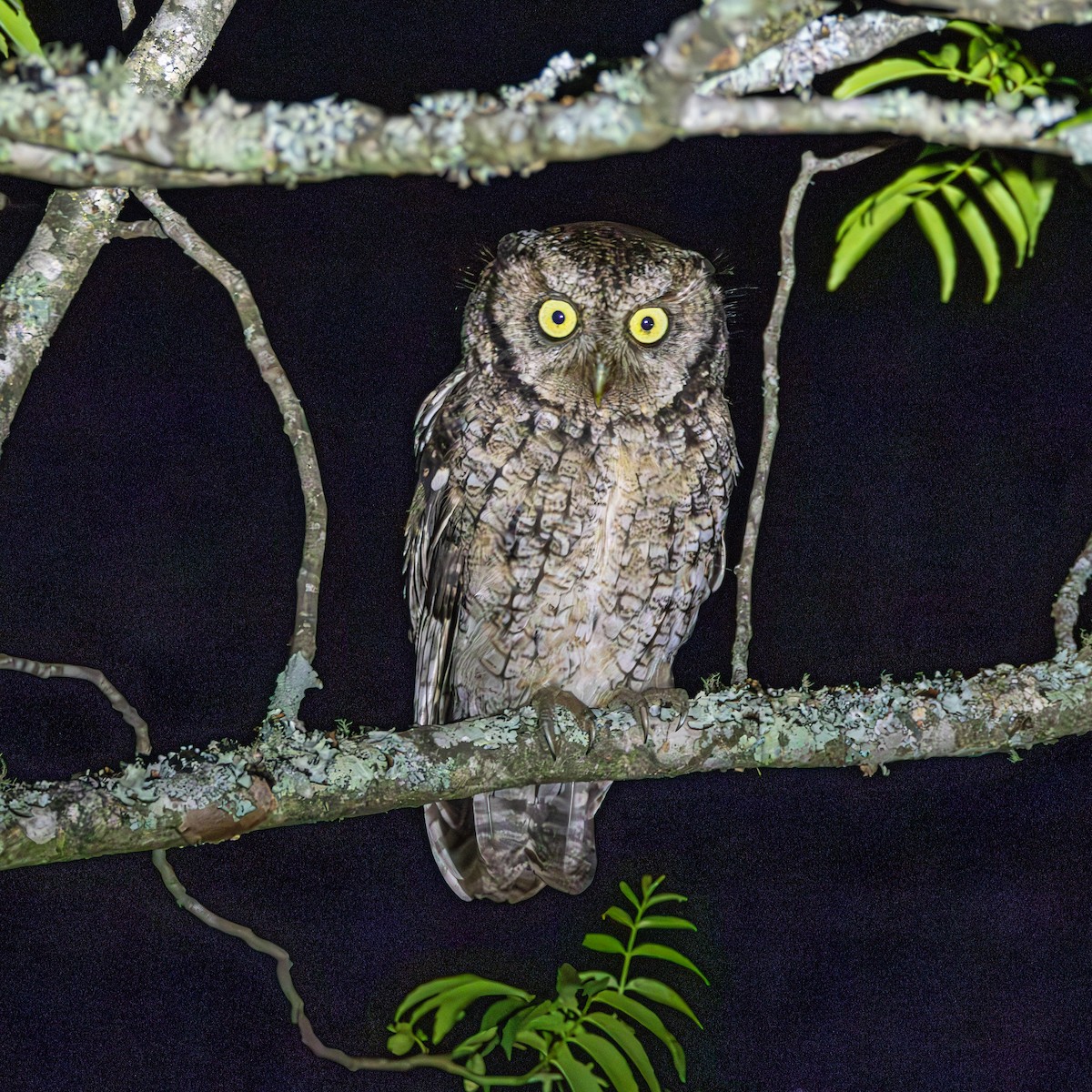 Montane Forest Screech-Owl - ML633410431