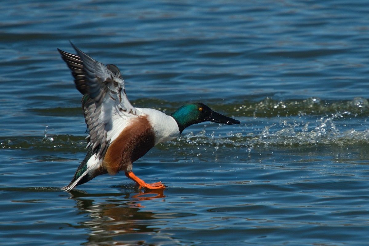 Халбага нугас - ML633410614
