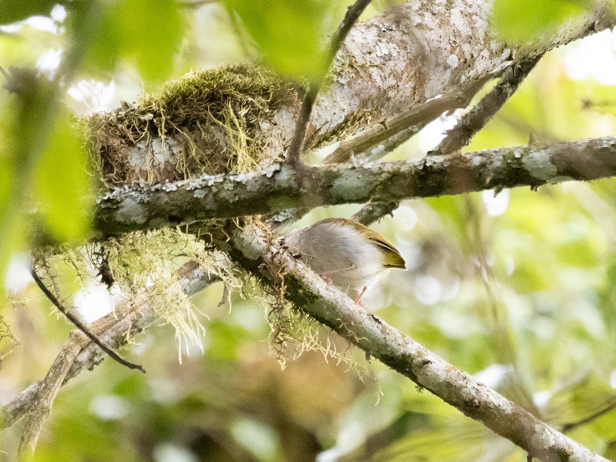 White-browed Crombec - ML633410679