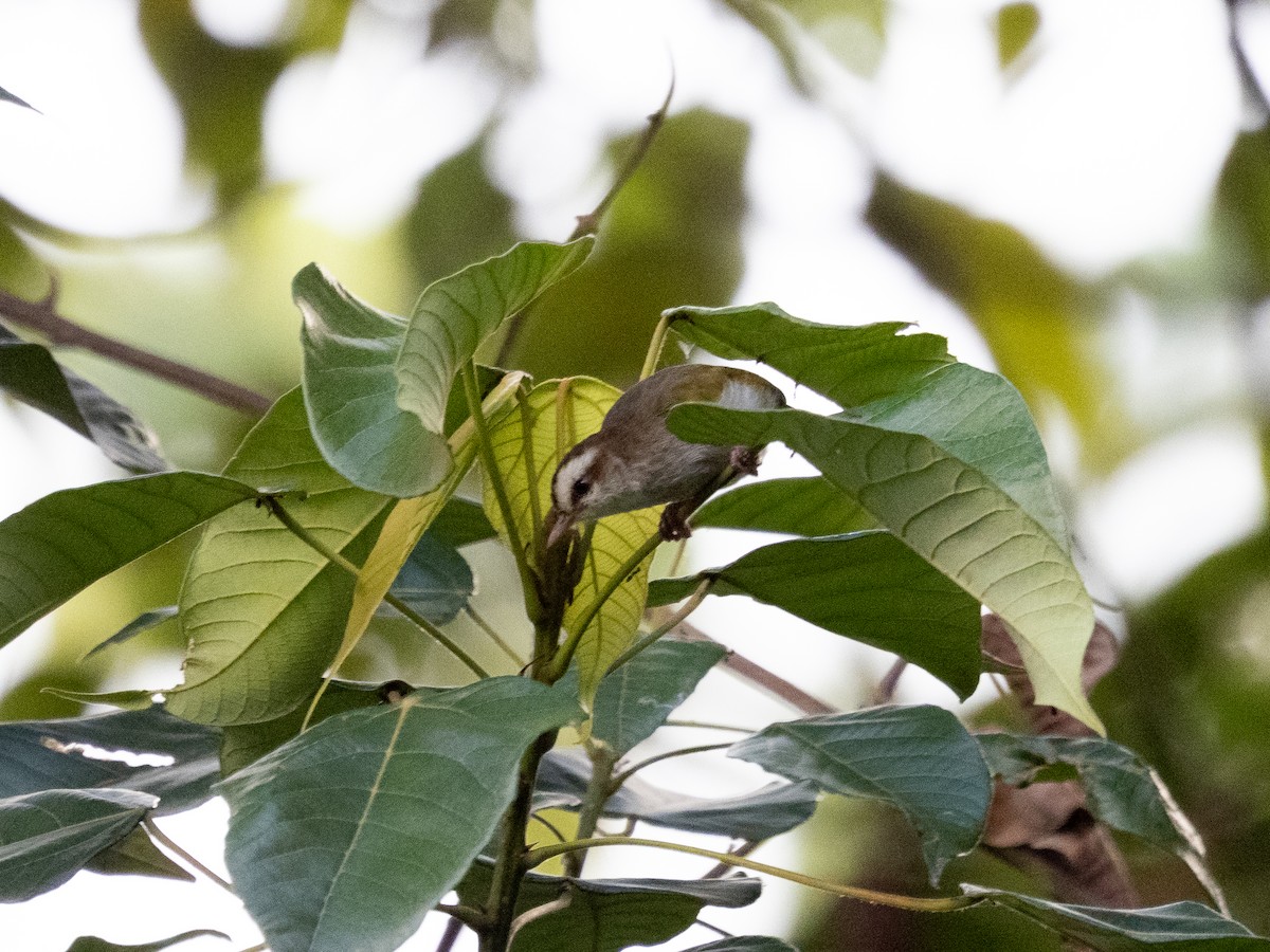 White-browed Crombec - ML633410683
