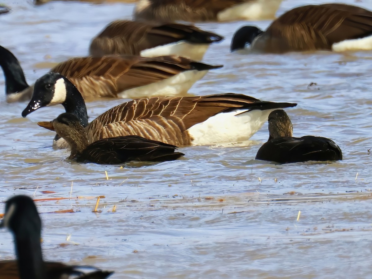 rødfotand - ML633410687