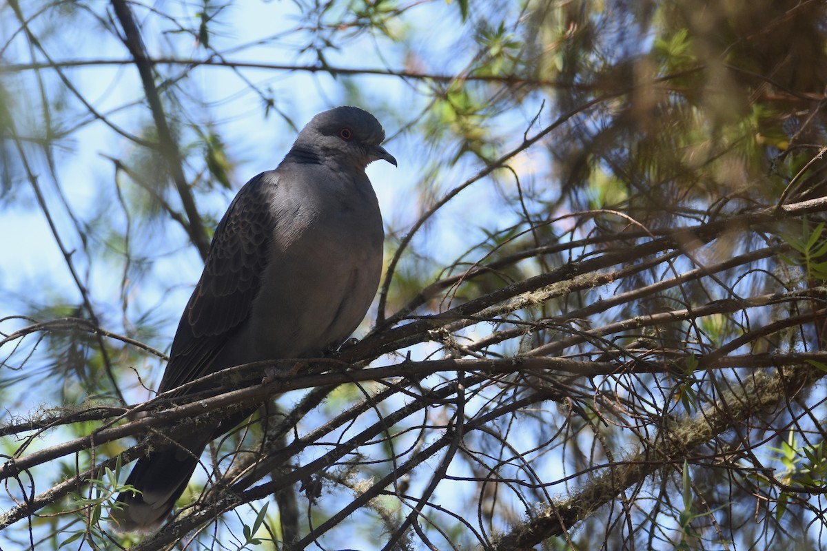 Dusky Turtle-Dove - ML633410692