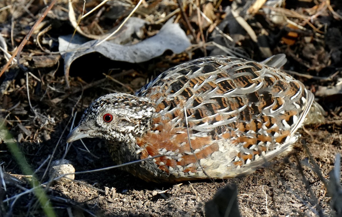 Painted Buttonquail - ML633410709