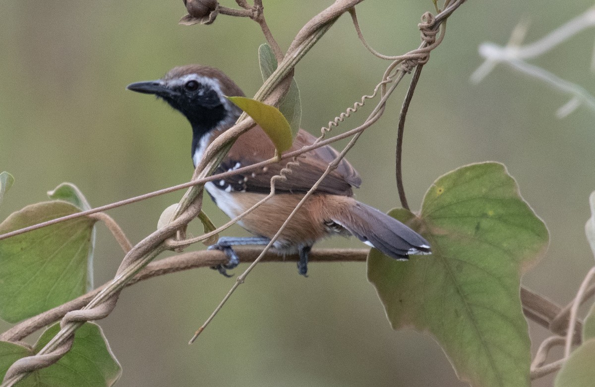 Rusty-backed Antwren - ML633410719