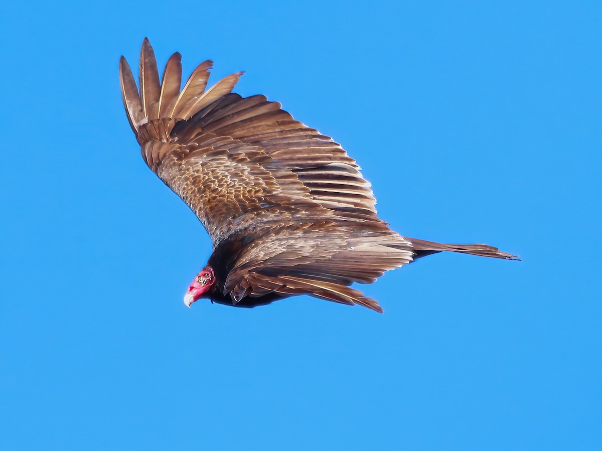 Turkey Vulture - ML633410759