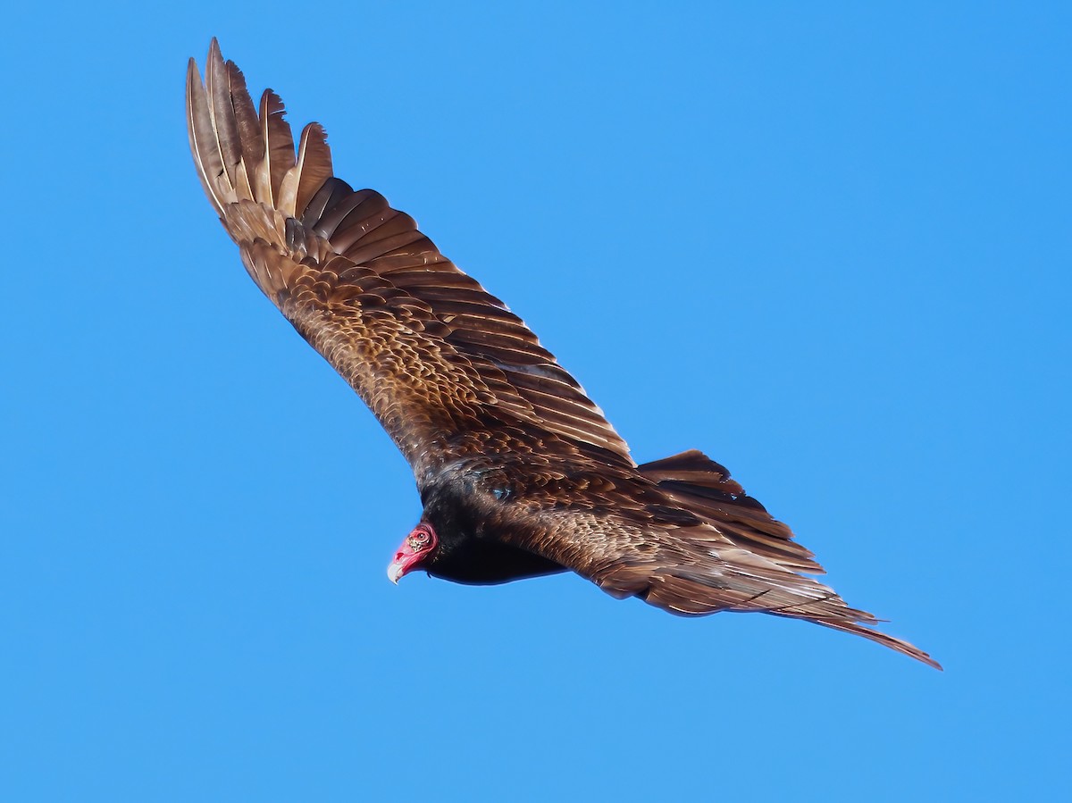 Turkey Vulture - ML633410760