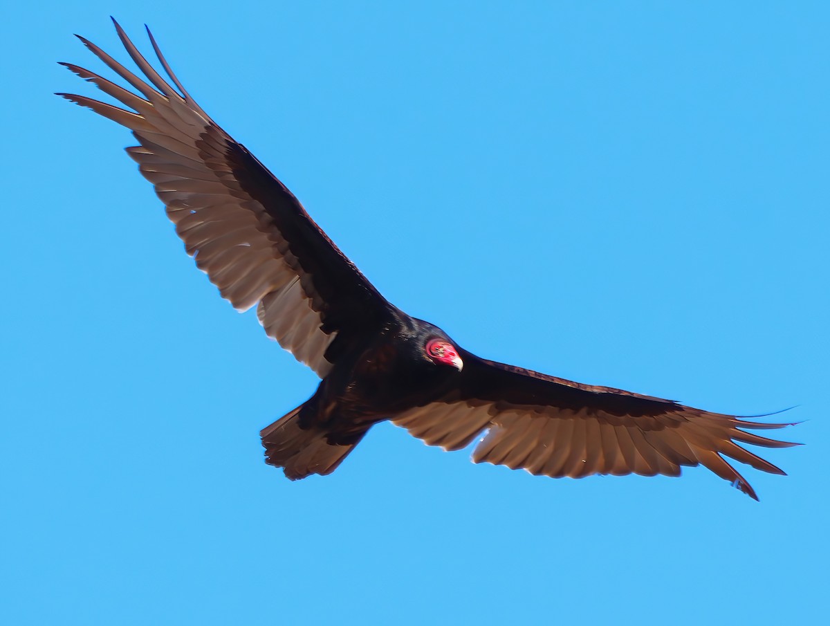 Turkey Vulture - ML633410761