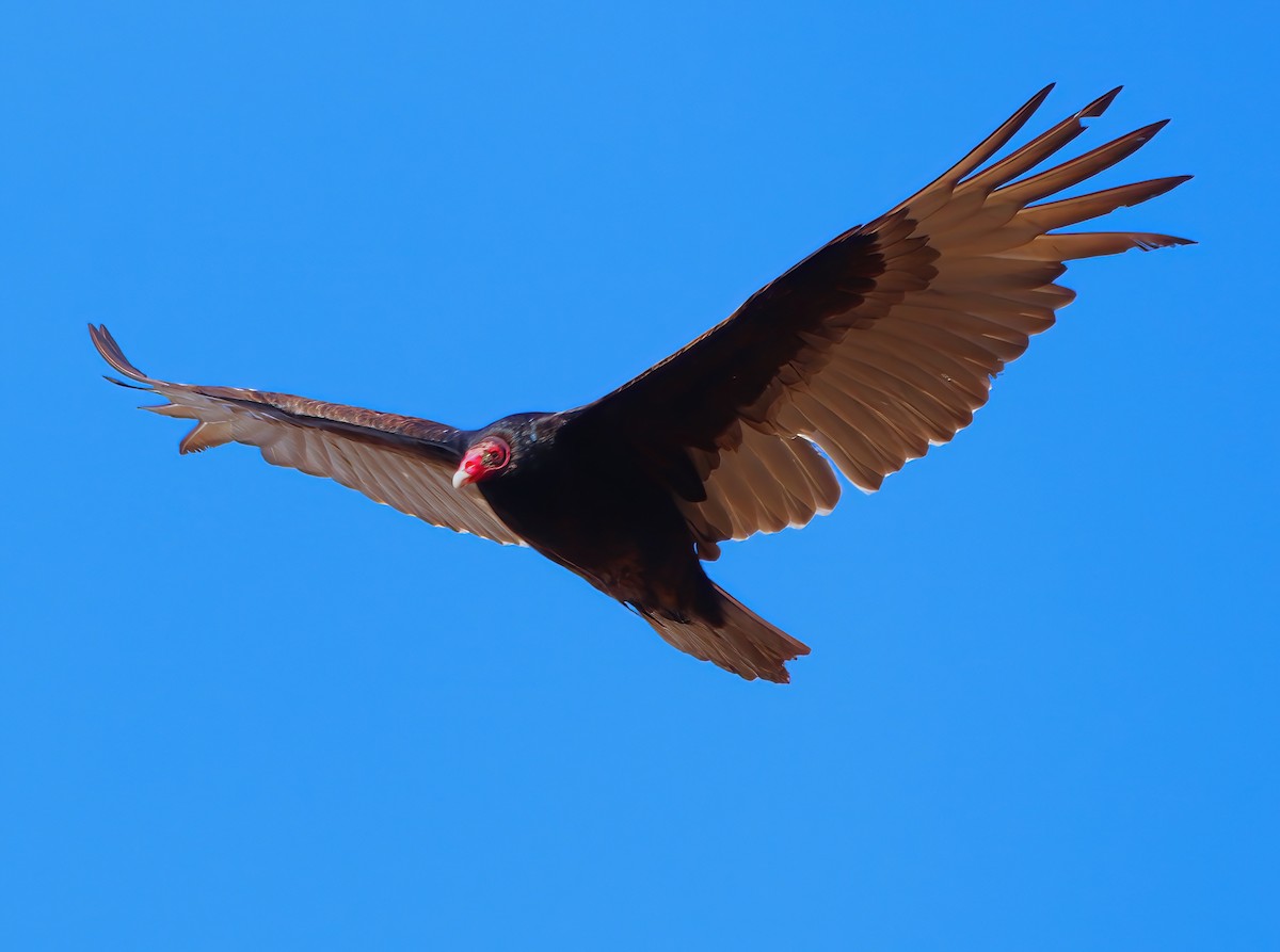 Turkey Vulture - ML633410762