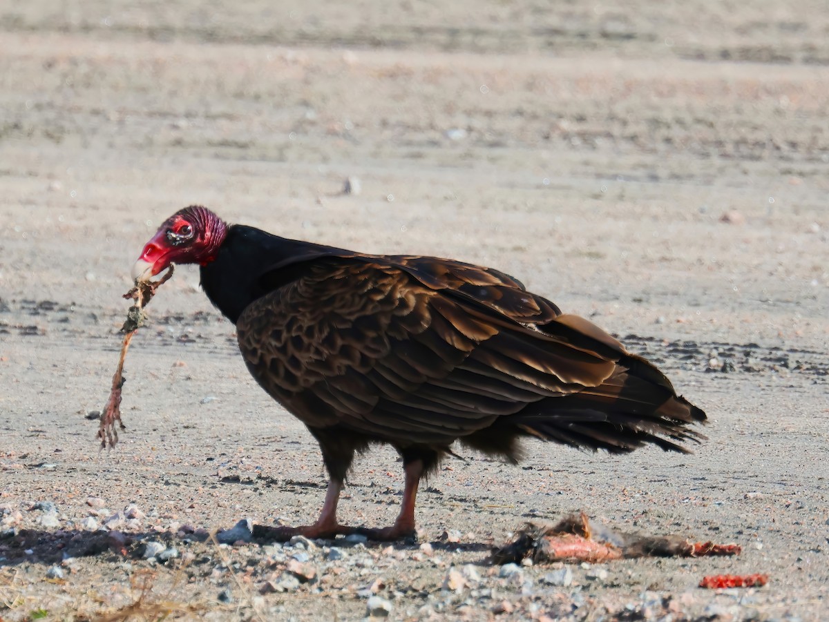 Turkey Vulture - ML633410763