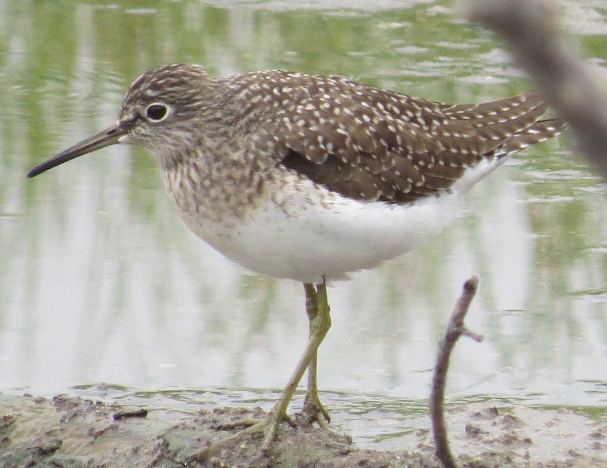 Solitary Sandpiper - ML633410865