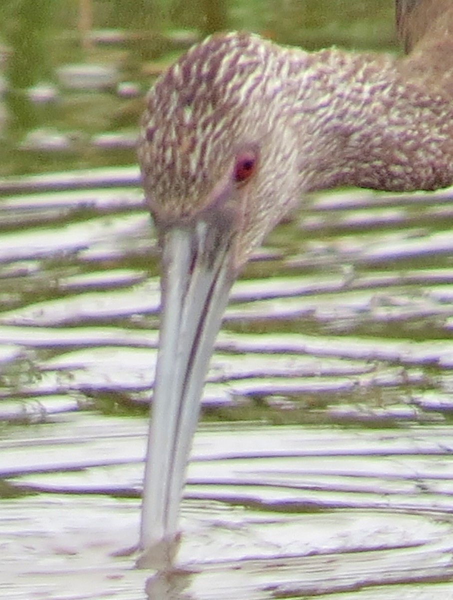 White-faced Ibis - ML633410879
