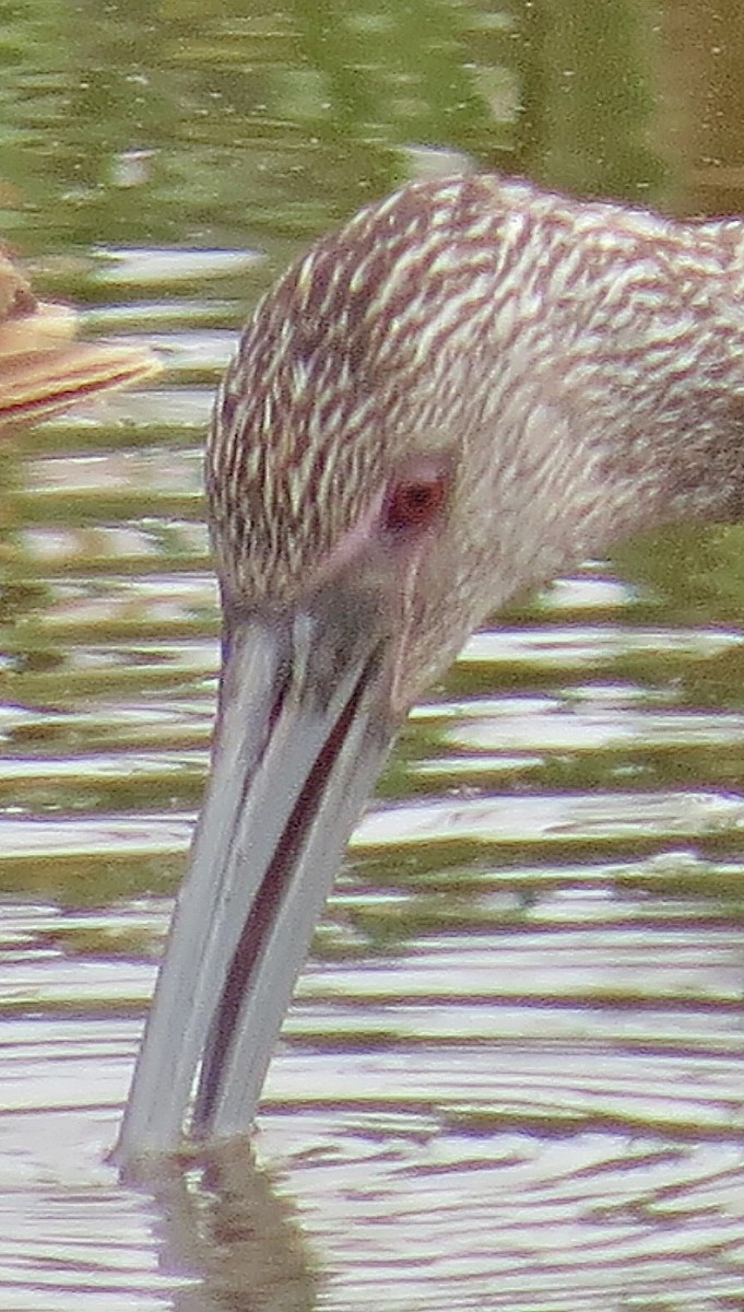 White-faced Ibis - ML633410880