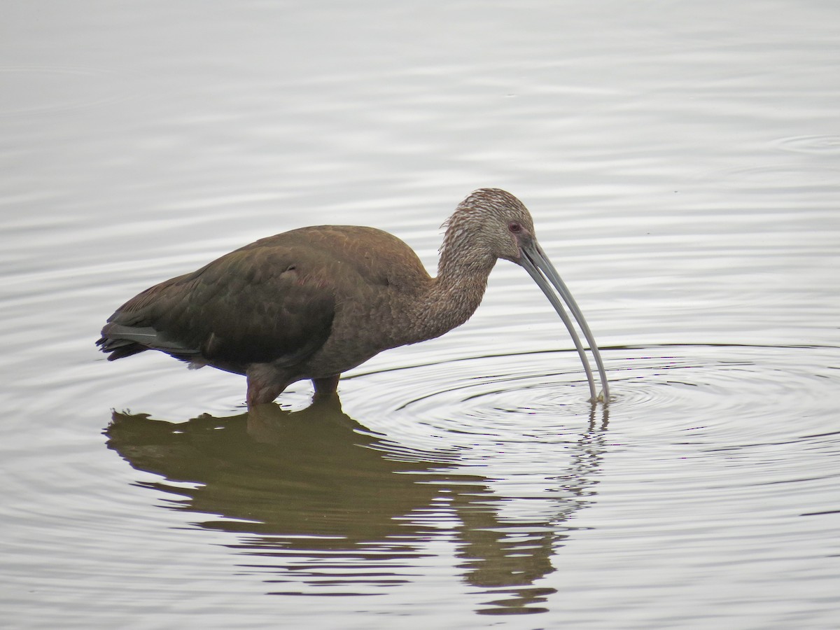 White-faced Ibis - ML633410881
