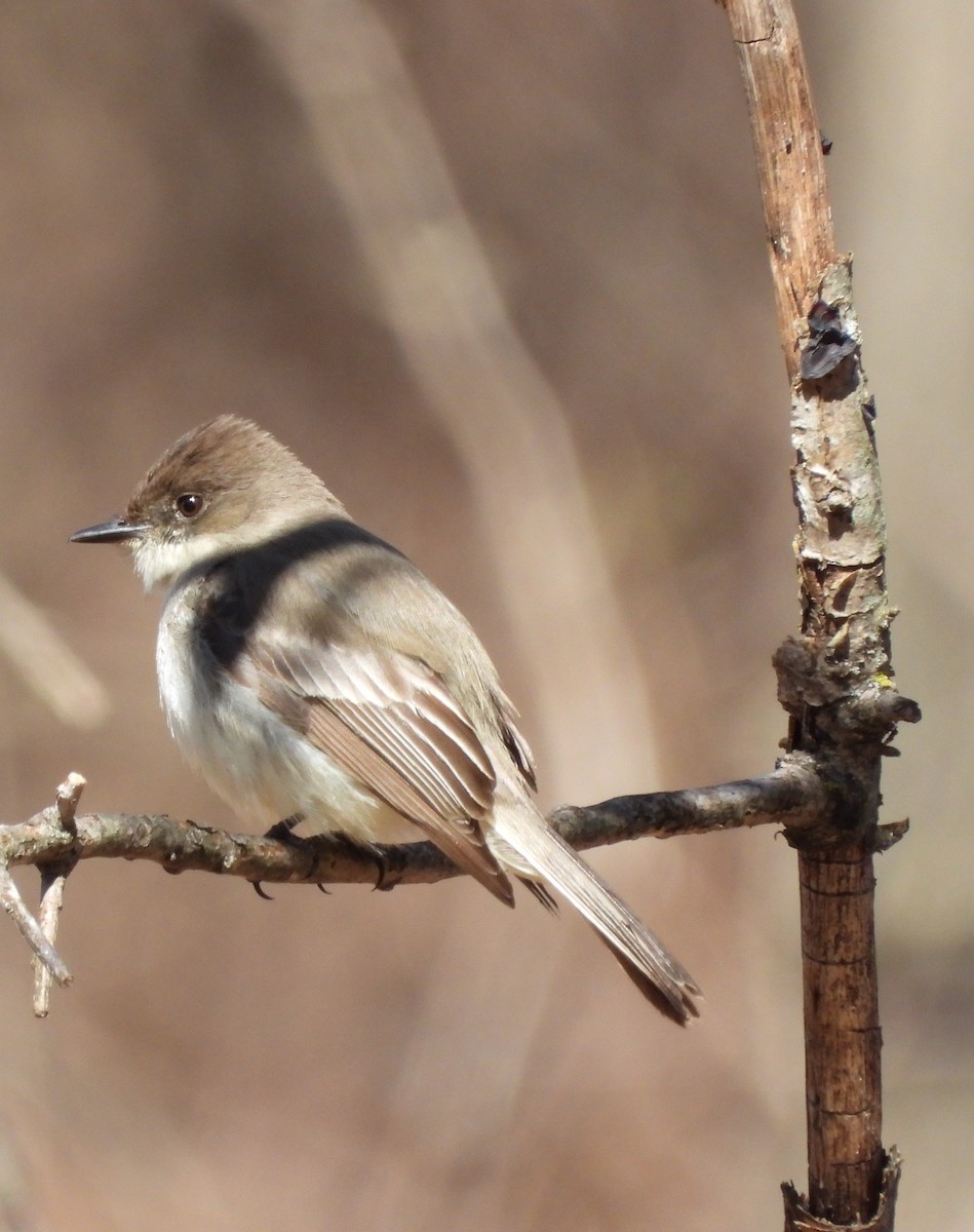 Eastern Phoebe - ML633410957