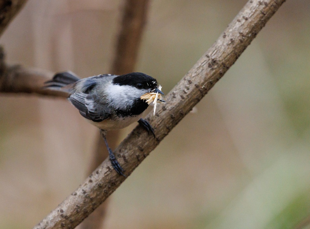 Black-capped Chickadee - ML633410966