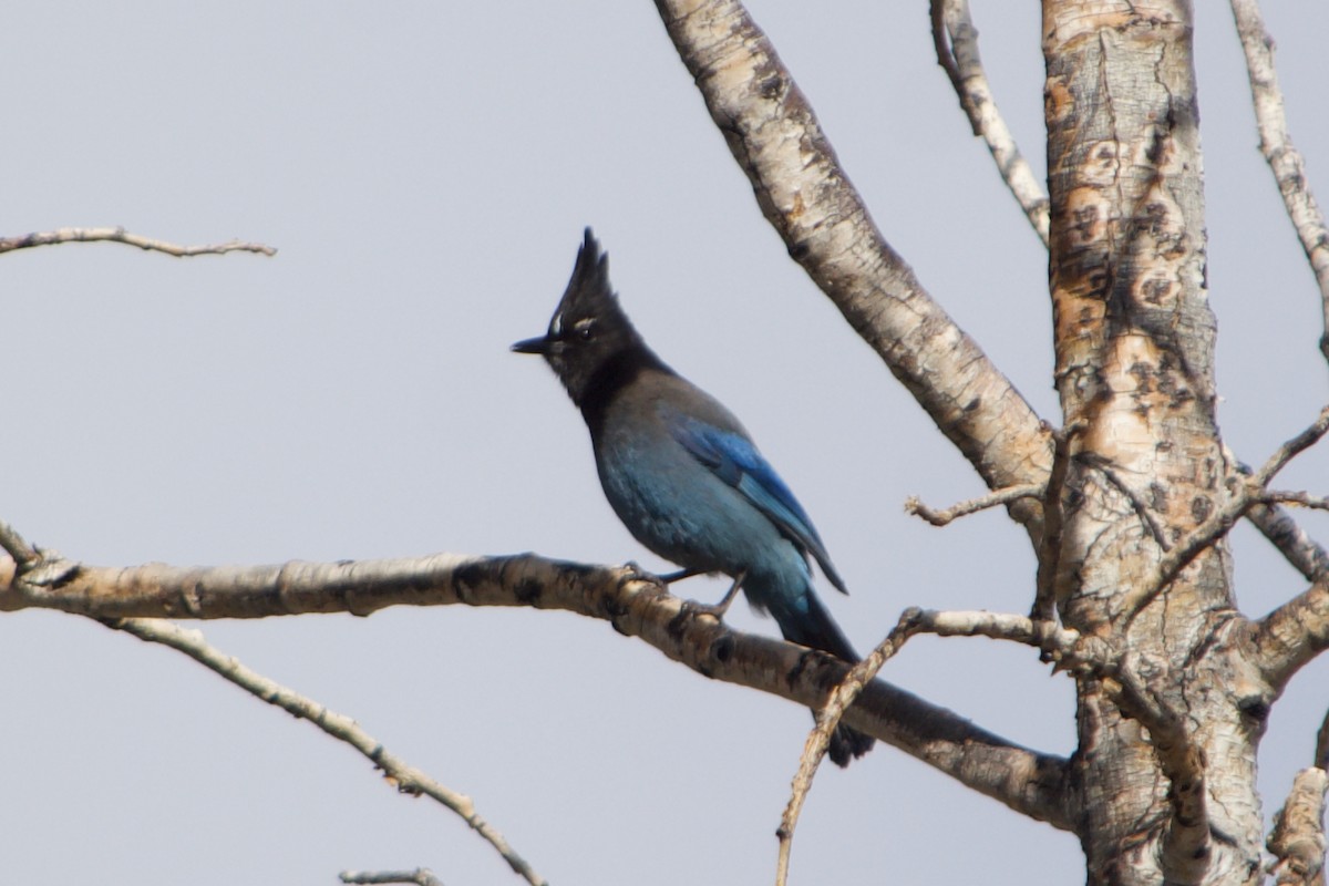 Steller's Jay - ML633411040
