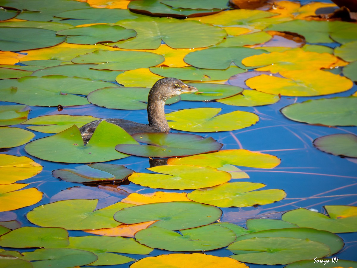 Pied-billed Grebe - ML633411114