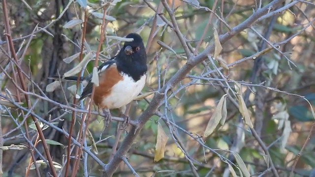 Spotted Towhee - ML633411186
