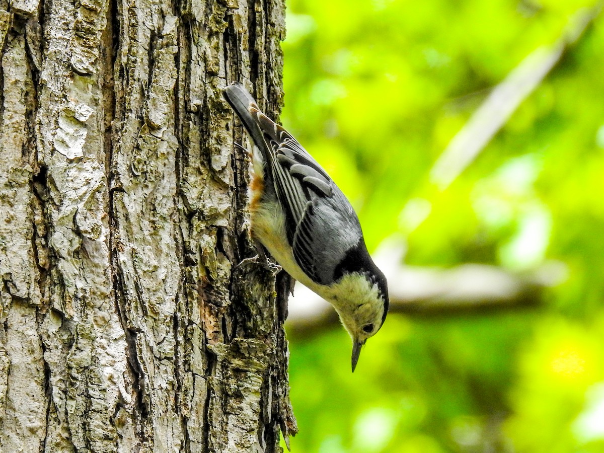 White-breasted Nuthatch - ML63341121