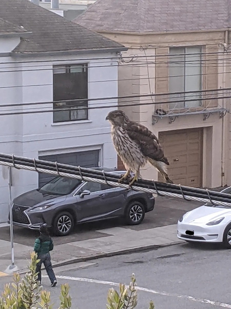 Cooper's Hawk - ML633411222