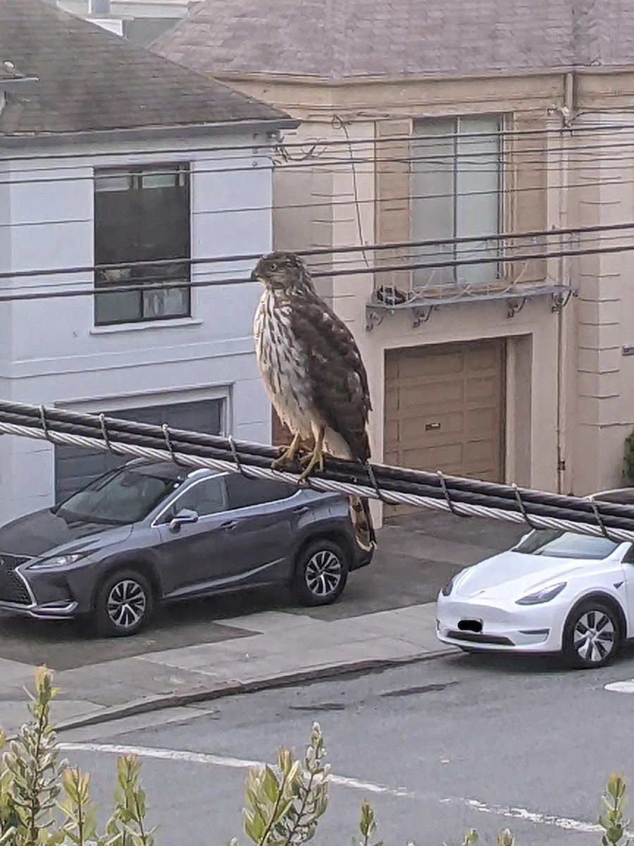 Cooper's Hawk - ML633411224