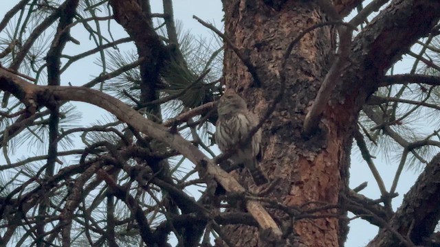 Northern Pygmy-Owl (Rocky Mts.) - ML633411457