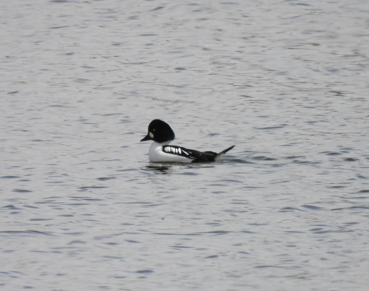 Common x Barrow's Goldeneye (hybrid) - ML633411526