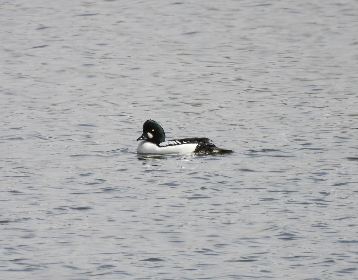Common x Barrow's Goldeneye (hybrid) - ML633411533