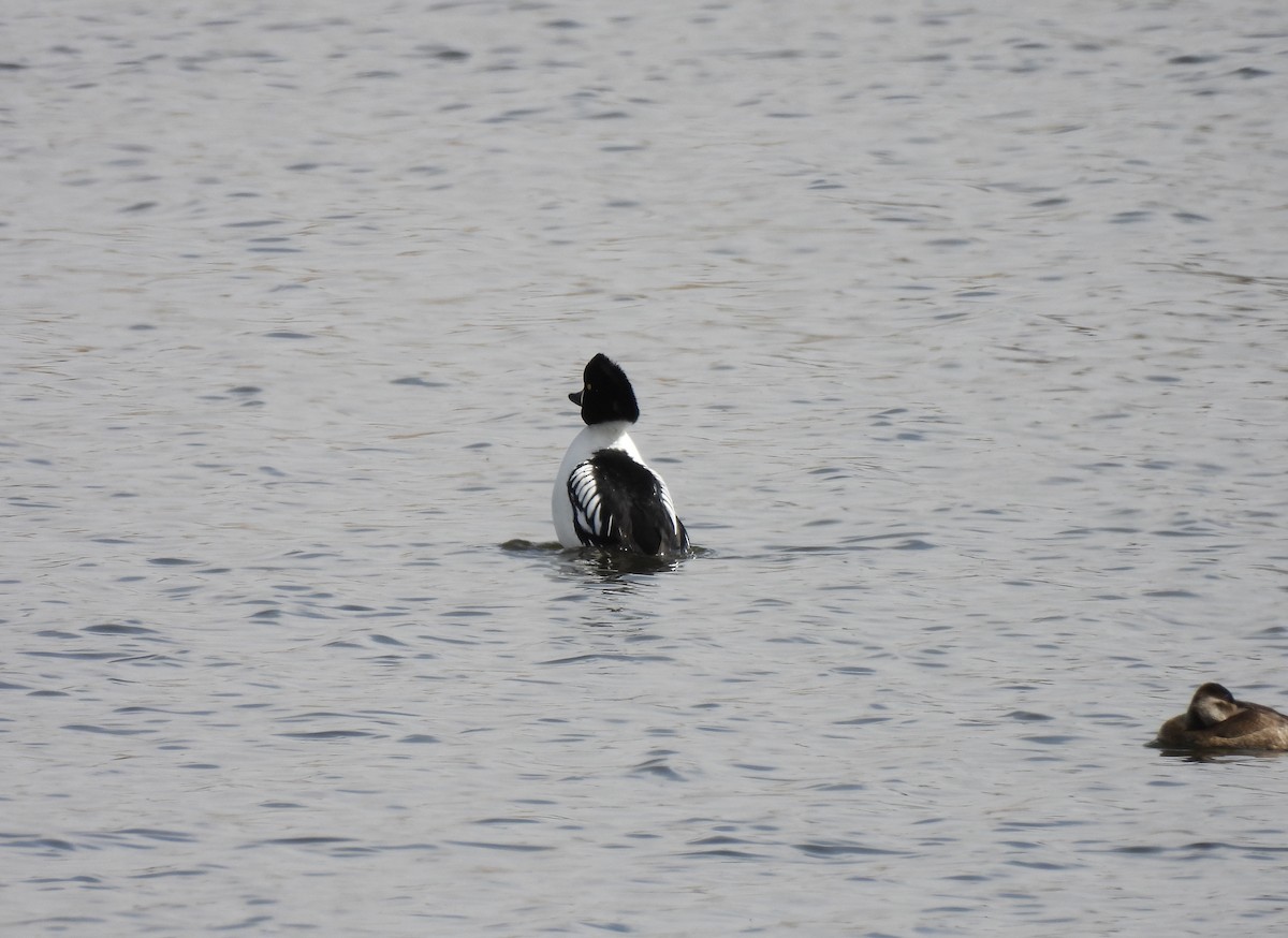Common x Barrow's Goldeneye (hybrid) - ML633411536
