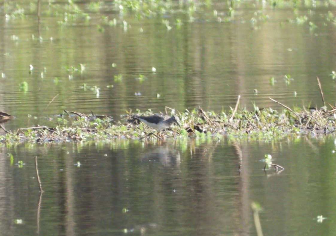Solitary Sandpiper - ML633411802