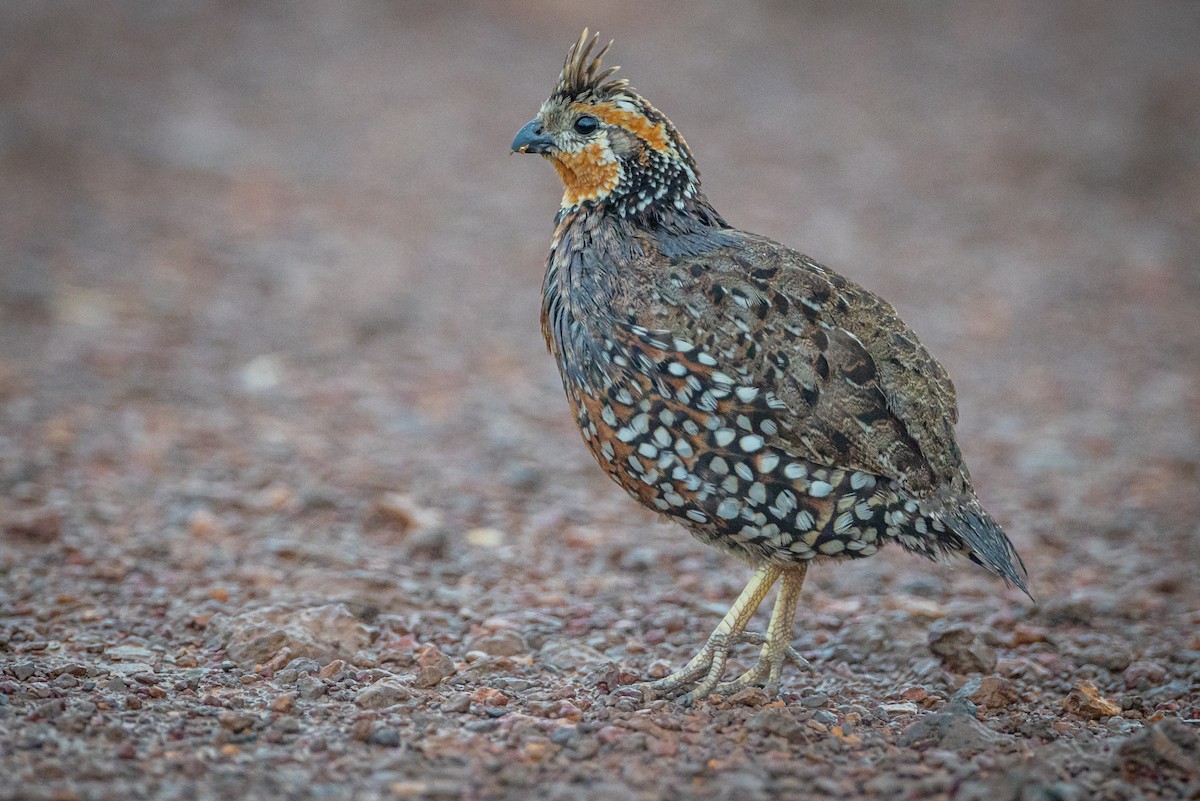 Crested Bobwhite - ML633411835