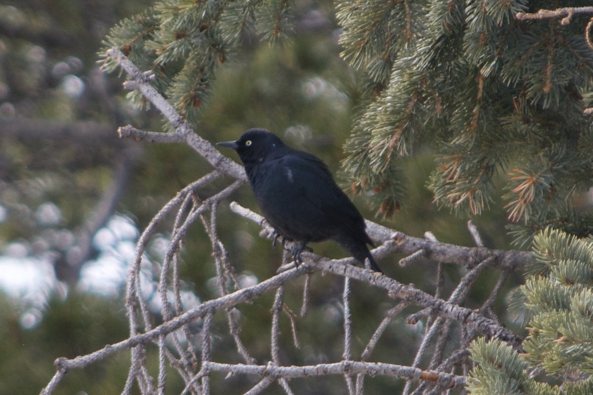 Rusty Blackbird - ML633411952