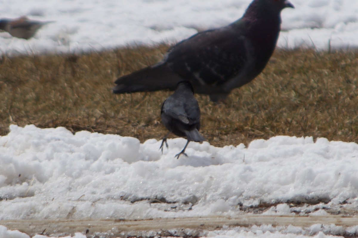 Rusty Blackbird - ML633411953