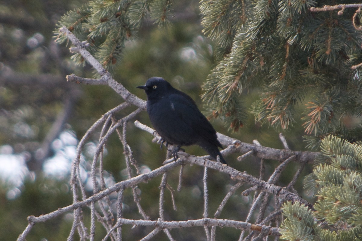 Rusty Blackbird - ML633411954