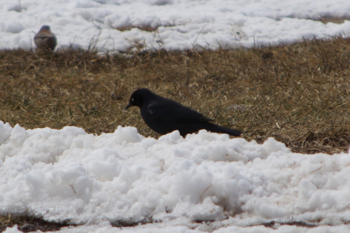 Rusty Blackbird - ML633411955