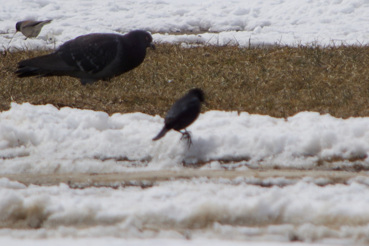 Rusty Blackbird - ML633411959