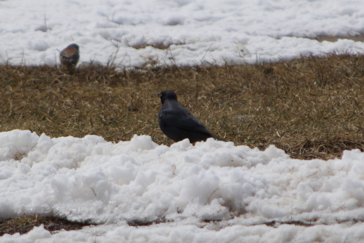 Rusty Blackbird - ML633411960