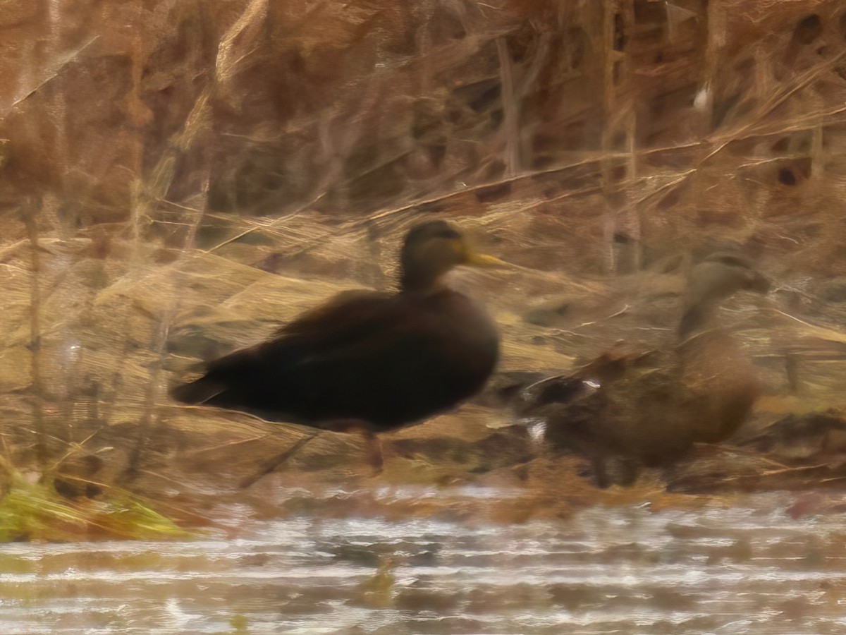 rødfotand - ML633412084