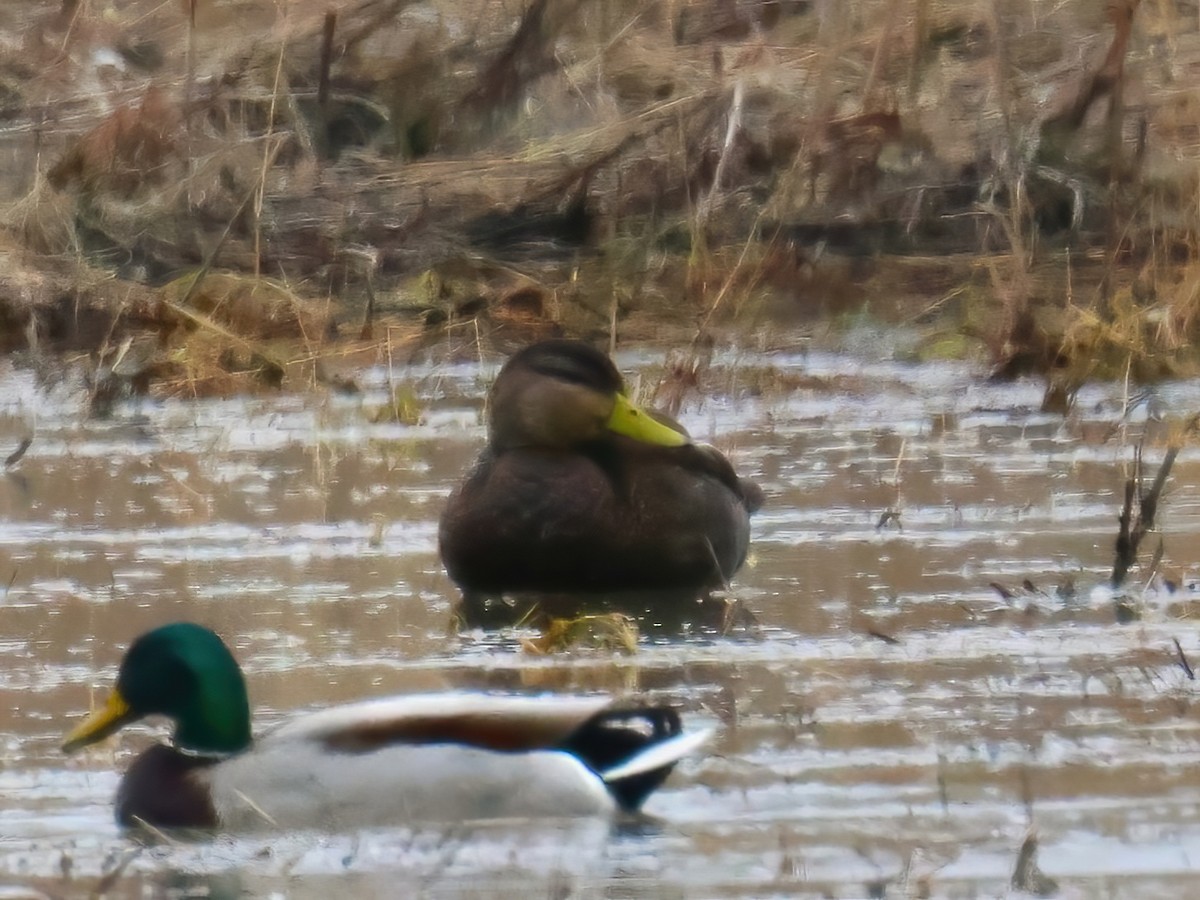 rødfotand - ML633412125