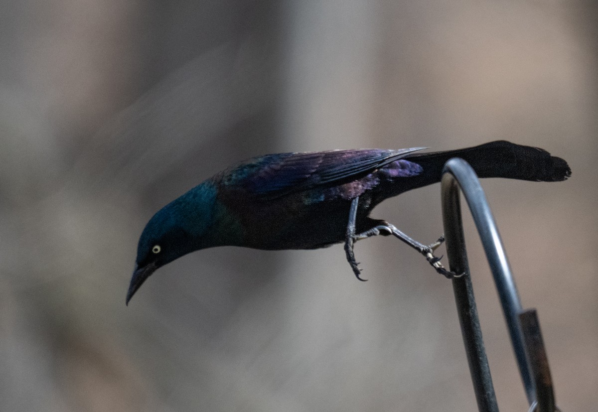 Common Grackle - ML633412219
