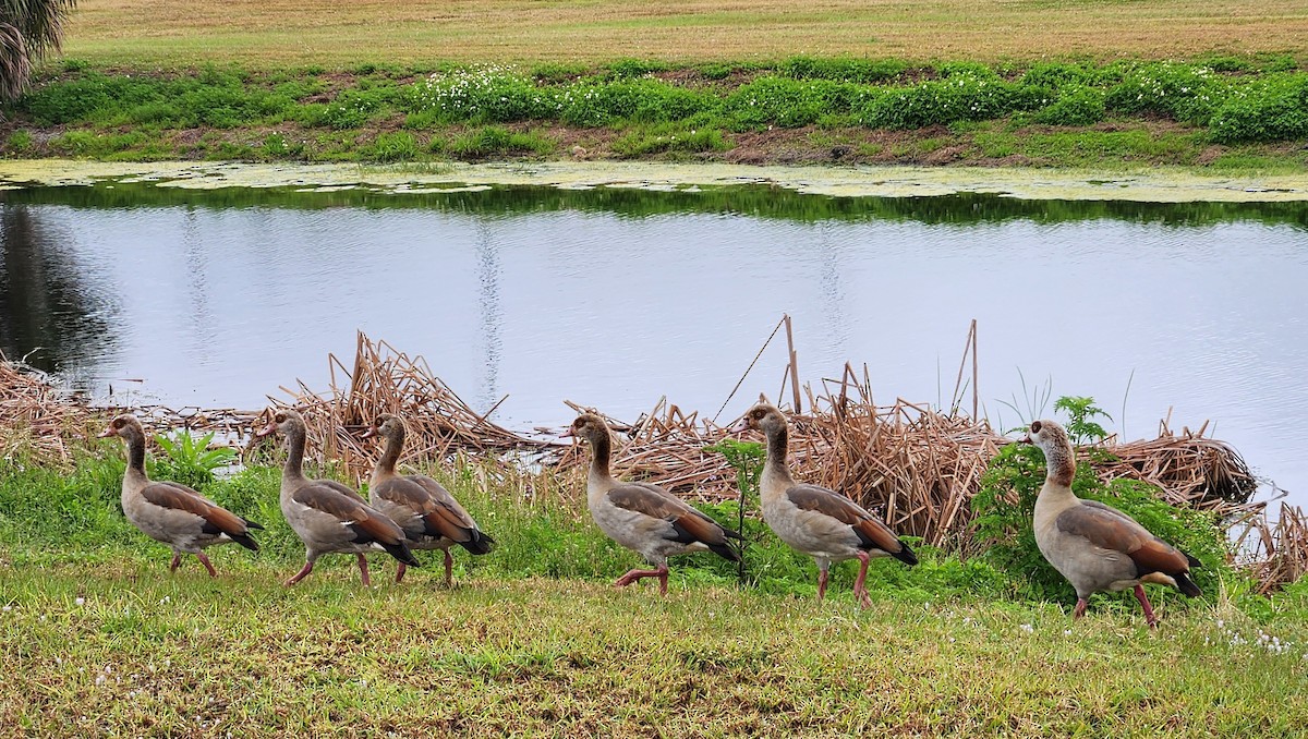 Egyptian Goose - ML633412358